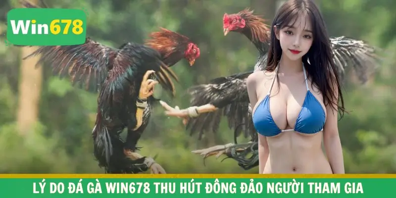 Lý do đá gà WIN678 thu hút đông đảo người tham gia