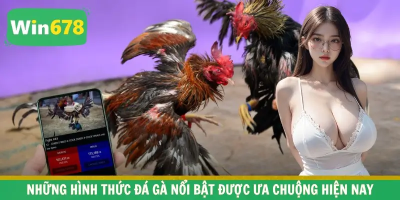 Những hình thức đá gà nổi bật được ưa chuộng hiện nay